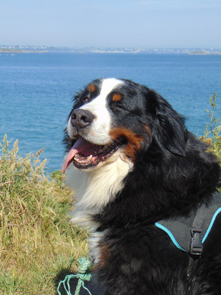 Jugon des Cimes d'Asgard