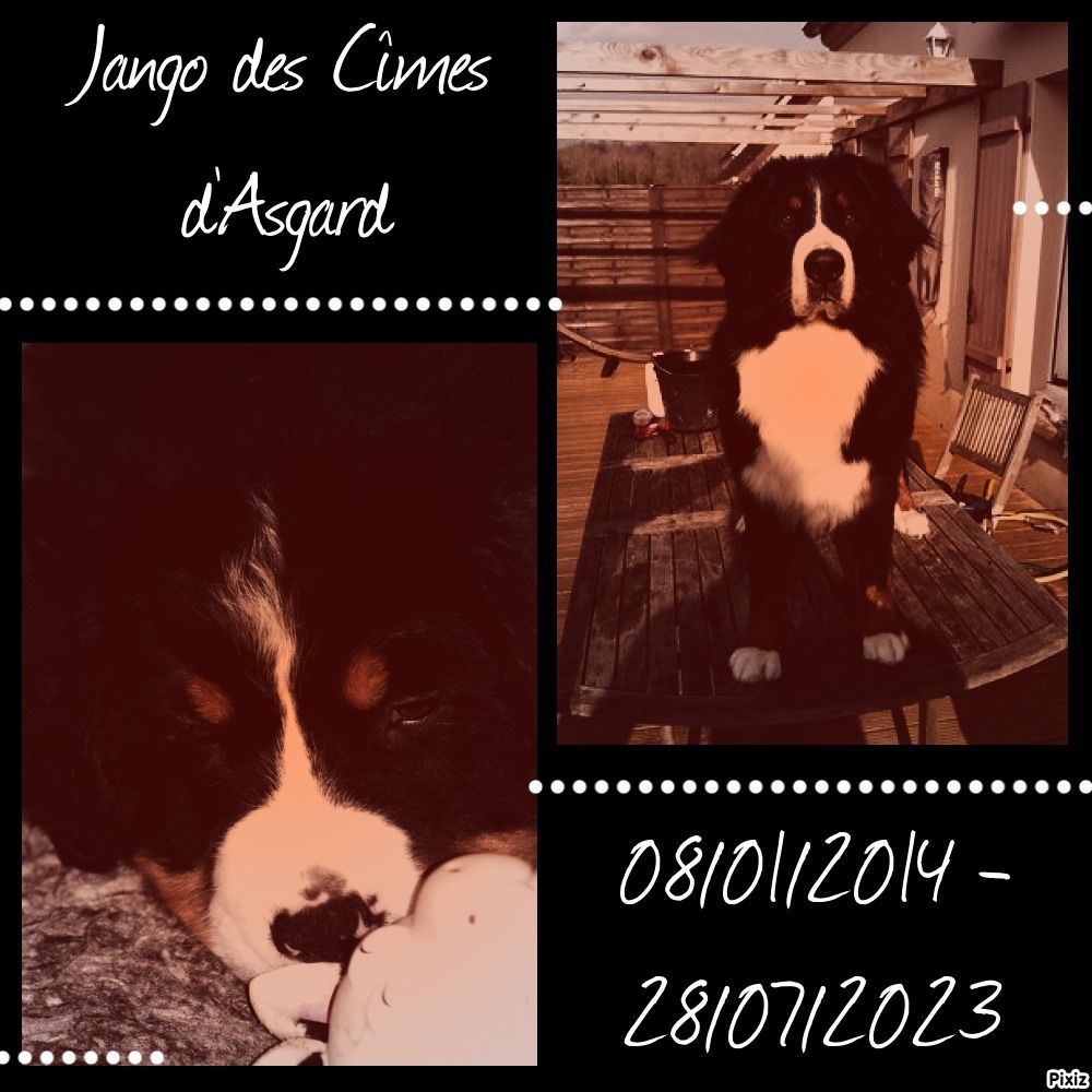 des Cimes d'Asgard - Adieu Jango...
