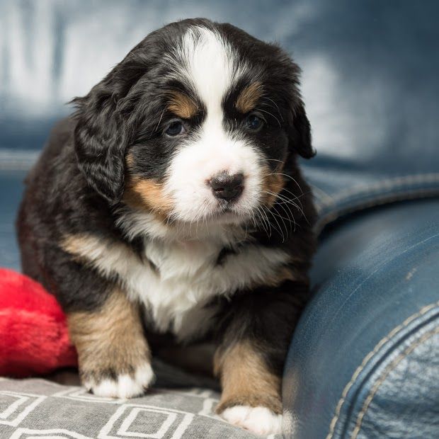 des Cimes d'Asgard - chiots Gwen X Kerel 5 semaines