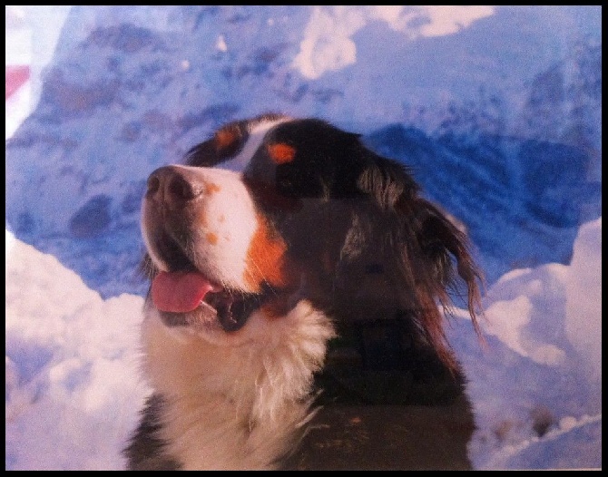 des Cimes d'Asgard - Heidi 18 mois