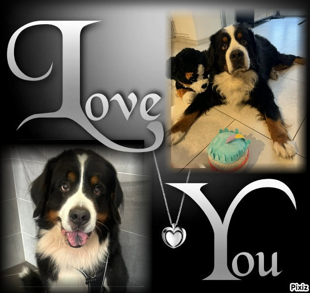 Malko et Maximus 10 ans !