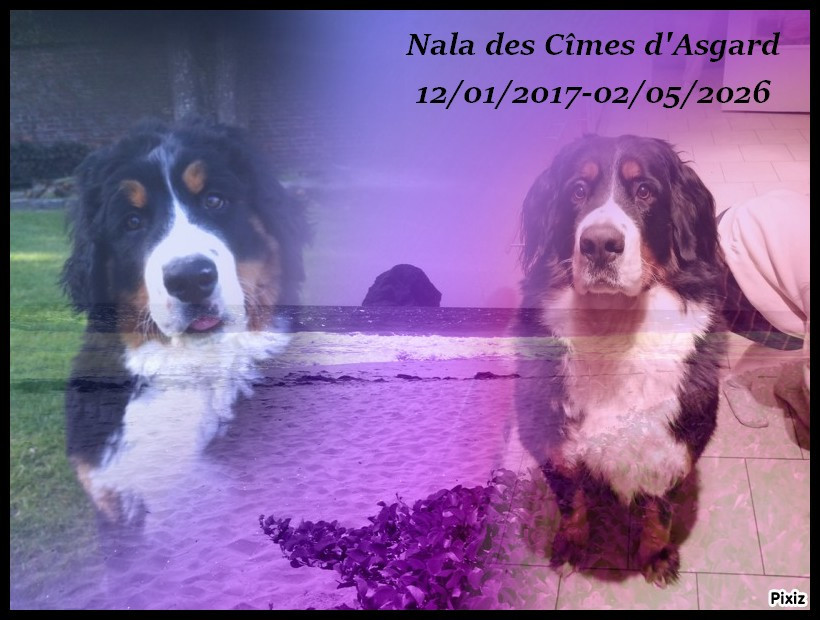 Adieu Nala...