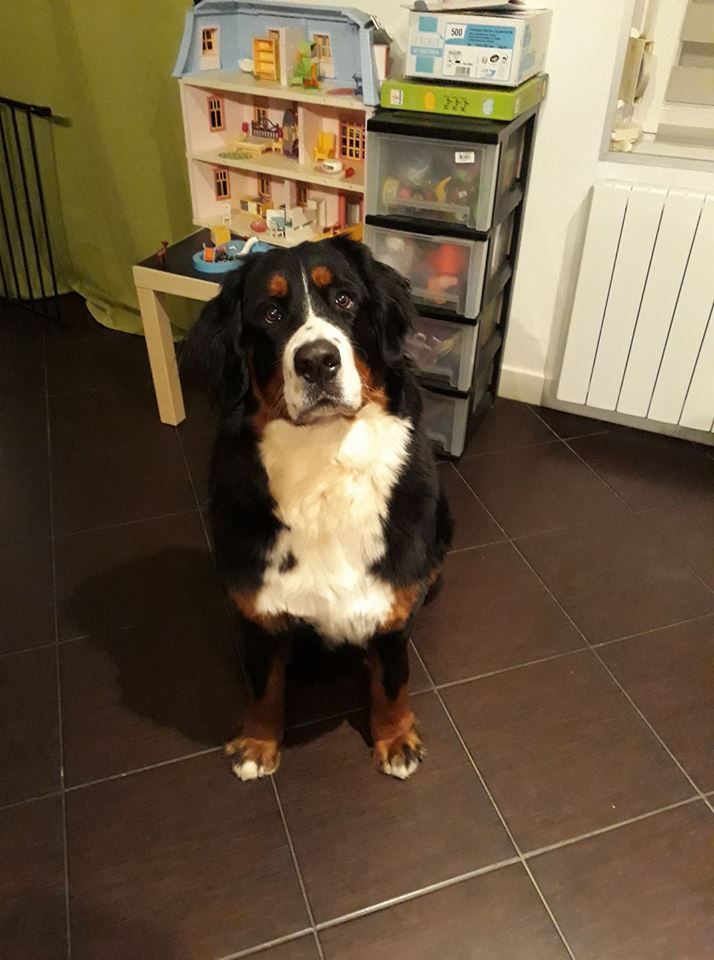 des Cimes d'Asgard - Nala ( Heaven X Gamin ) 11 mois