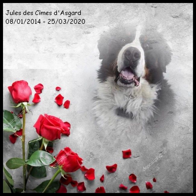 des Cimes d'Asgard - RIP JULES
