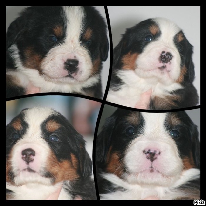 des Cimes d'Asgard - chiots Gwen X Kerel 3 semaines