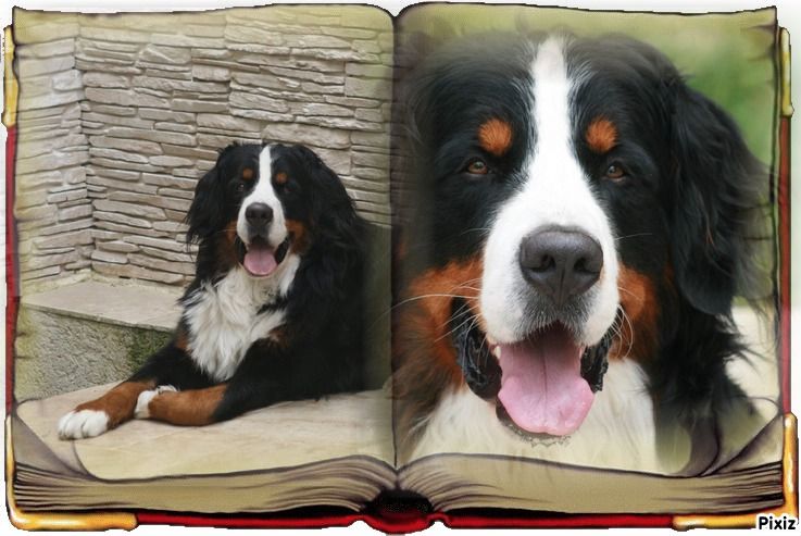 des Cimes d'Asgard - Max 17 mois