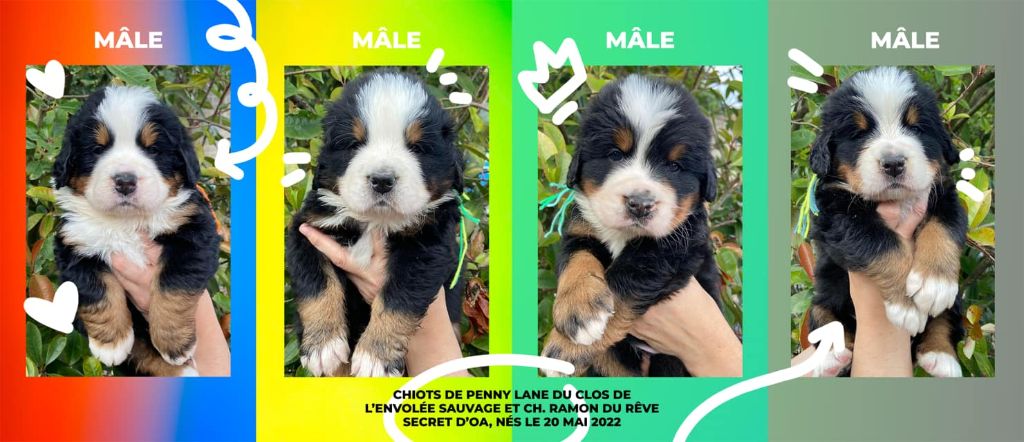 des Cimes d'Asgard - chiots dispos dans le 62