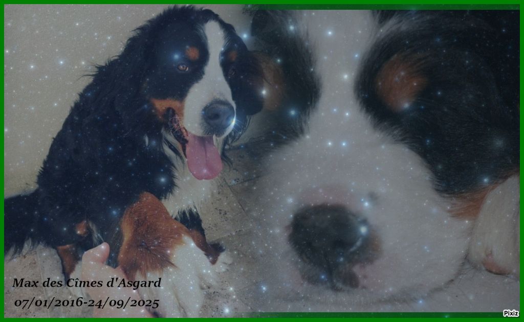 Adieu MAX....