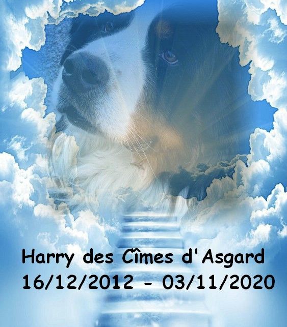des Cimes d'Asgard - RIP Harry