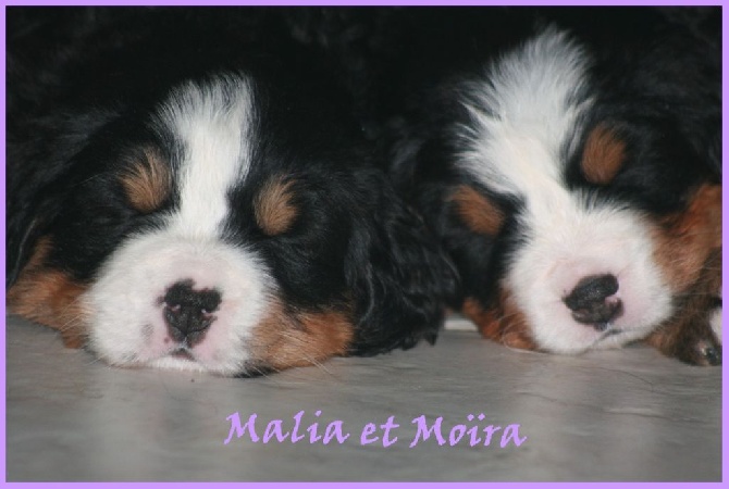 des Cimes d'Asgard - chiots Gwen X Kerel 4 semaines