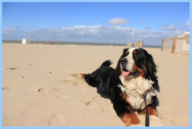 des Cimes d'Asgard - Harry on the beach !