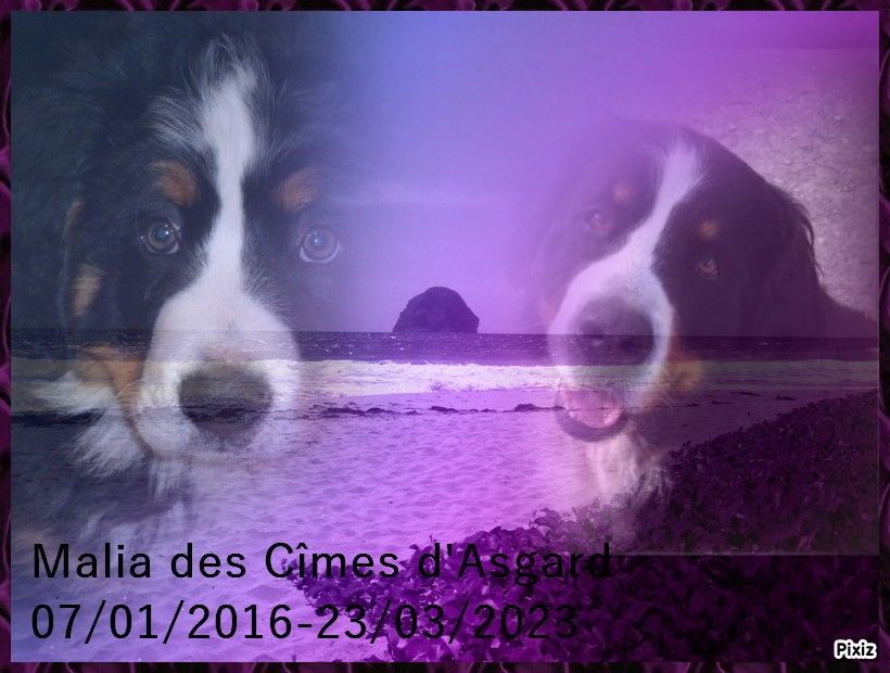des Cimes d'Asgard - RIP MALIA