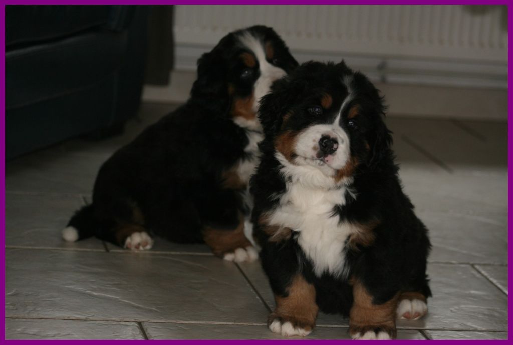 des Cimes d'Asgard - nouvelles photos sur la page chiots pour leurs 6 semaines