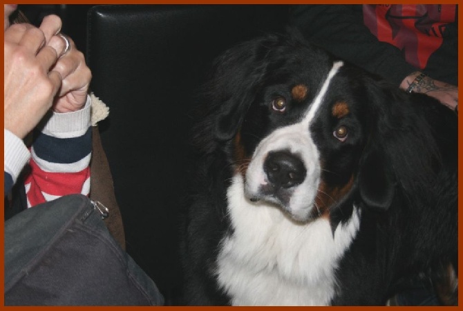 des Cimes d'Asgard - Maximus 10 mois et demi
