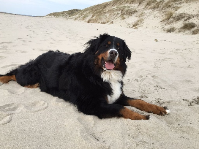 des Cimes d'Asgard - jilly 2 ans et 3 mois