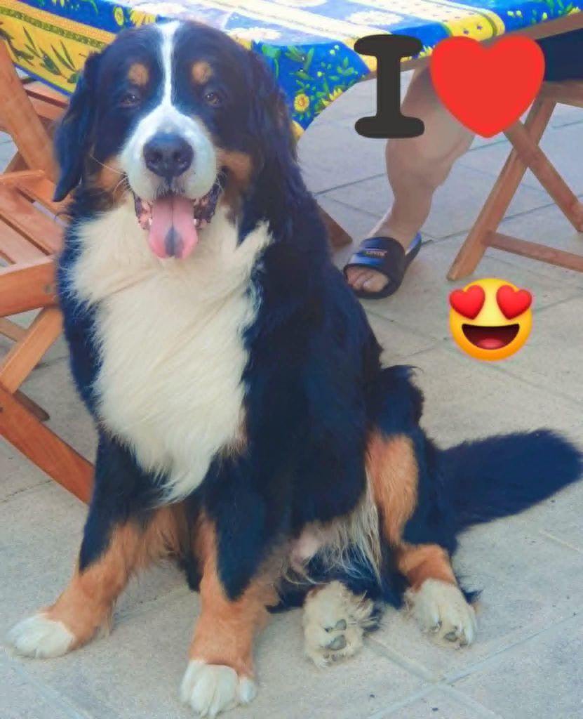 des Cimes d'Asgard - Maximus !
