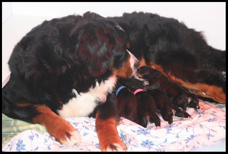 album chiots Gwen X Klaas Janvier 2014