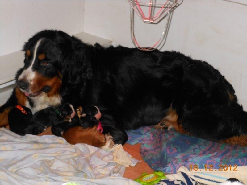 album chiots Gwen/Keizer dec 2012