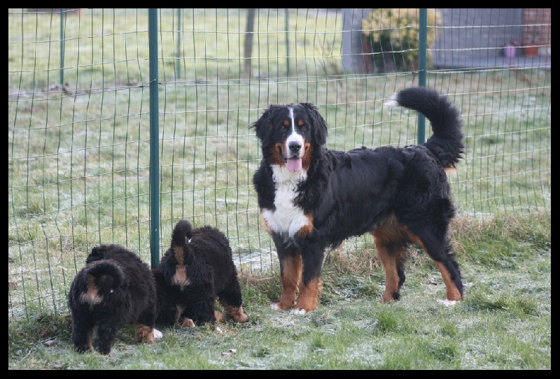 des Cimes d'Asgard - Bouvier Bernois - Portée née le 16/12/2012