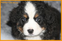 CHIOT Marie des Cîmes d'Asgard