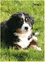 Jango (CHIOT jaune )