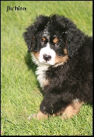 Jichito (CHIOT noir )