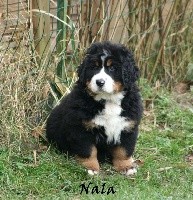 Nala des Cîmes d'Asgard