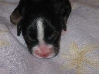 CHIOT