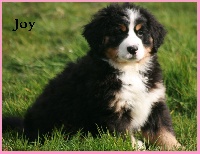 Joy (CHIOT rose )