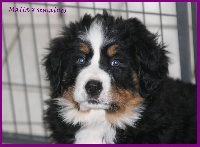 CHIOT Malia des Cîmes d'Asgard
