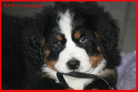 CHIOT Malko des Cîmes d'Asgard