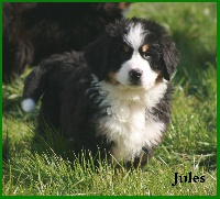 Jules (CHIOT vert)